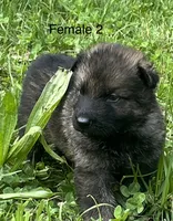Female 2, a female German Shepherd Dog for sale in Le Roy, NY – 1 of 9