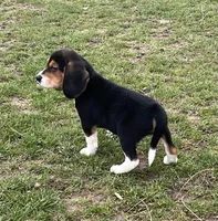 Male 3, a male Beagle for sale in Le Roy, NY – Photo 4 of 8