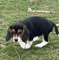 Male 3, a male Beagle for sale in Le Roy, NY – Photo 2 of 8