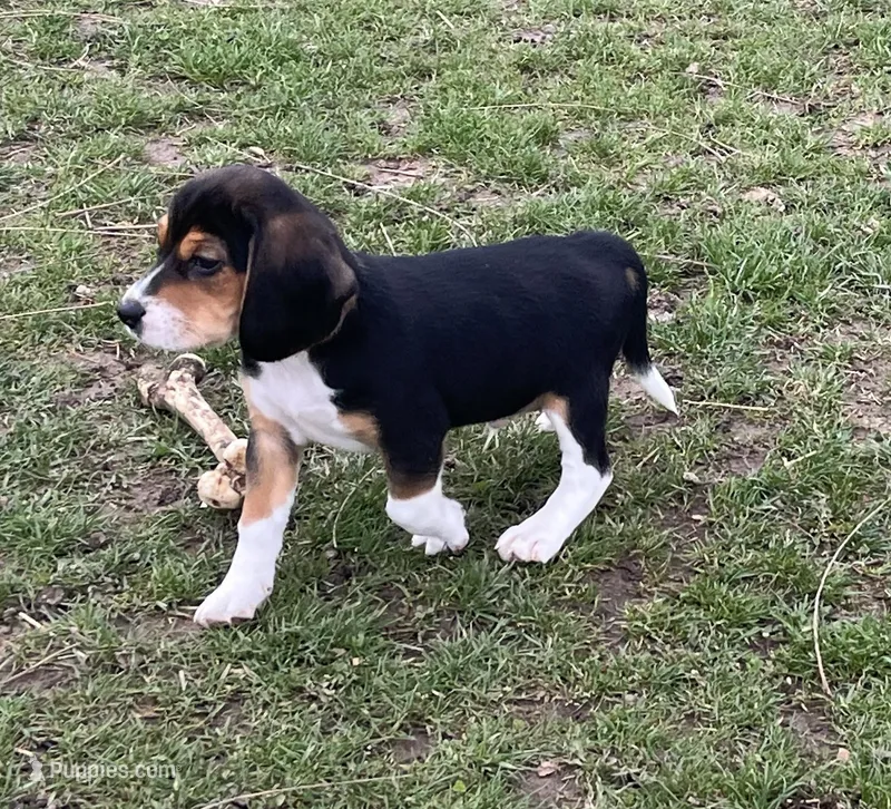 Male 3 – Beagle puppy for sale in Le Roy, NY
