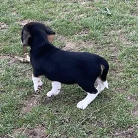 Male 3, a male Beagle for sale in Le Roy, NY – Photo 6 of 8