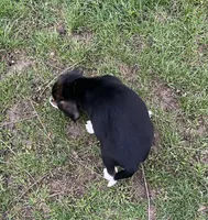 Male 3, a male Beagle for sale in Le Roy, NY – Photo 8 of 8