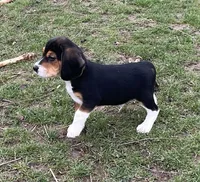 Male 3, a male Beagle for sale in Le Roy, NY – Photo 5 of 8