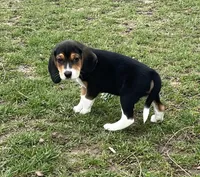 Male 3, a male Beagle for sale in Le Roy, NY – Photo 3 of 8