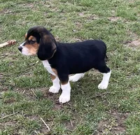 Male 3, a male Beagle for sale in Le Roy, NY – Photo 7 of 8