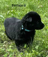 Female 6, a female German Shepherd Dog for sale in Le Roy, NY – 2 of 10