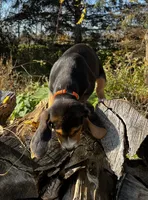 Faith orange, a male Beagle for sale in Le Roy, NY – 2 of 10