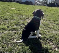 Male lt blue, a male Beagle for sale in Le Roy, NY – Photo 7 of 8