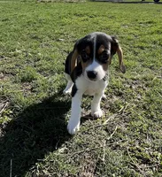 Male lt blue, a male Beagle for sale in Le Roy, NY – Photo 6 of 8