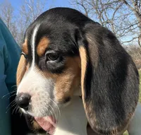 Male lt blue, a male Beagle for sale in Le Roy, NY – Photo 1 of 8