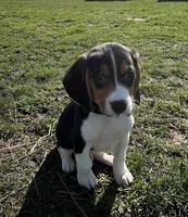 Male lt blue, a male Beagle for sale in Le Roy, NY – Photo 4 of 8