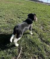 Male lt blue, a male Beagle for sale in Le Roy, NY – Photo 8 of 8