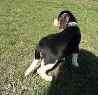 Male lt blue, a male Beagle for sale in Le Roy, NY – Photo 2 of 8