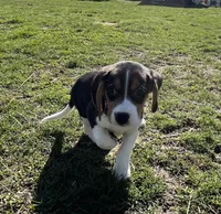Male lt blue, a male Beagle for sale in Le Roy, NY – Photo 3 of 8
