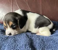 Checkers, a female Beagle for sale in Le Roy, NY – 5 of 6