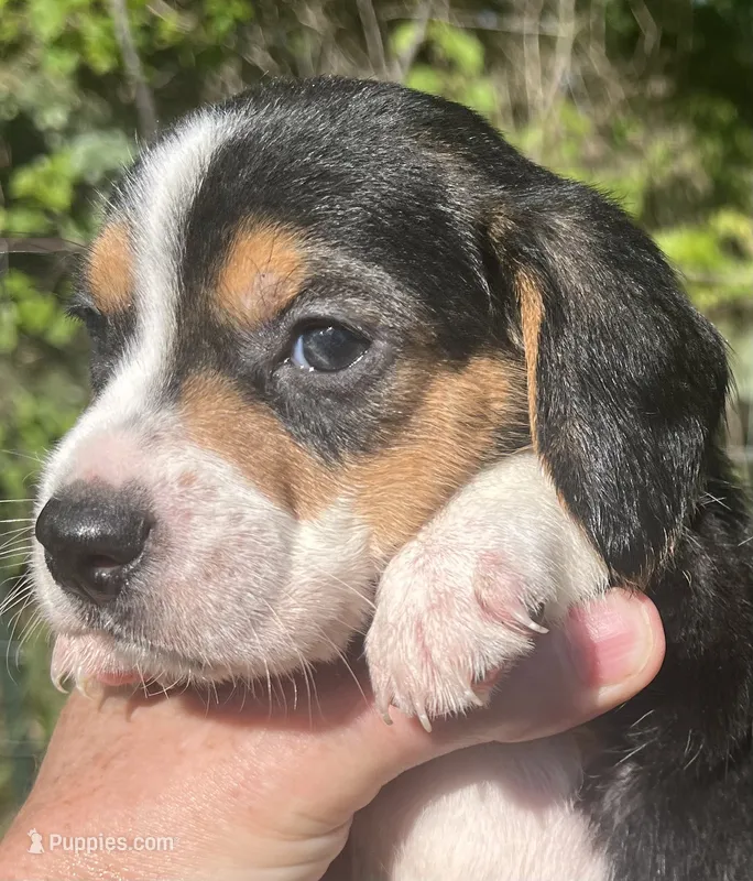 Male 2 – Beagle puppy for sale in Le Roy, NY