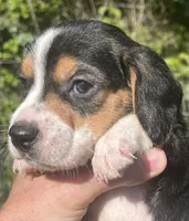 Male 2, a male Beagle for sale in Le Roy, NY – 1 of 8