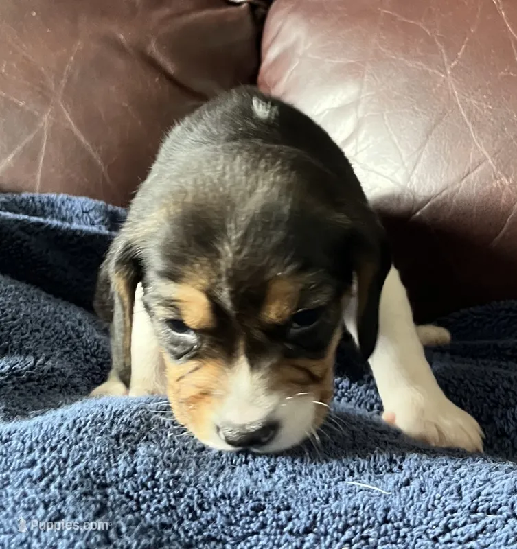 Female 4 – Beagle puppy for sale in Le Roy, NY