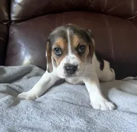 Angel male, a male Beagle for sale in Le Roy, NY – 9 of 10