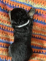 Male Gray Collar blk/tan, a male German Shepherd Dog for sale in Le Roy, NY – Photo 3 of 6