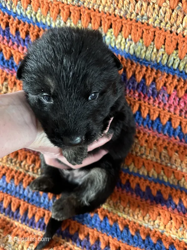 Male Gray Collar blk/tan