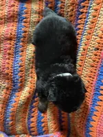 Male Gray Collar blk/tan, a male German Shepherd Dog for sale in Le Roy, NY – Photo 2 of 6