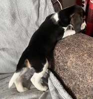 Male 2 Bea, a male Beagle for sale in Le Roy, NY – Photo 5 of 7