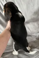 Male 2 Bea, a male Beagle for sale in Le Roy, NY – Photo 6 of 7