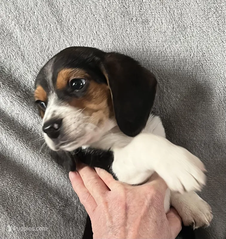 Male 2 Bea – Beagle puppy for sale in Le Roy, NY