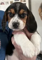 Male 2 Bea, a male Beagle for sale in Le Roy, NY – Photo 2 of 7