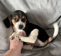 Male 2 Bea, a male Beagle for sale in Le Roy, NY – Photo 3 of 7