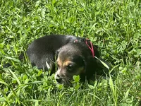 Female 1, a female Beagle for sale in Le Roy, NY – 8 of 9