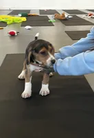 Male green/yellow collar, a male Beagle for sale in Le Roy, NY – 6 of 10