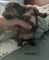 Female 1, a male Chihuahua and Chiweenie for sale in Le Roy, NY – 8 of 8