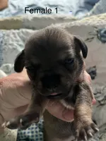 Female 1, a male Chihuahua and Chiweenie for sale in Le Roy, NY – 6 of 8