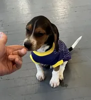 Male blue collar, a male Beagle for sale in Le Roy, NY – 10 of 10