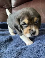 Male 1, a male Beagle for sale in Le Roy, NY – 10 of 10