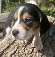 Male 2, a male Beagle for sale in Le Roy, NY – 2 of 8