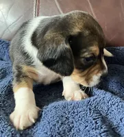 Female 5, a female Beagle for sale in Le Roy, NY – 8 of 8