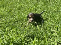 Female 1, a female Beagle for sale in Le Roy, NY – 6 of 9