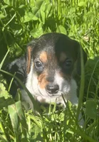 Male 1, a male Beagle for sale in Le Roy, NY – 2 of 4