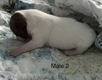 Male 2, a male Chiweenie for sale in Le Roy, NY – 2 of 9