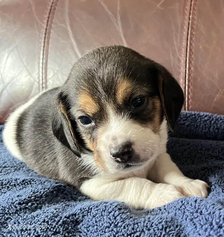 Checkers – Beagle puppy for sale in Le Roy, NY