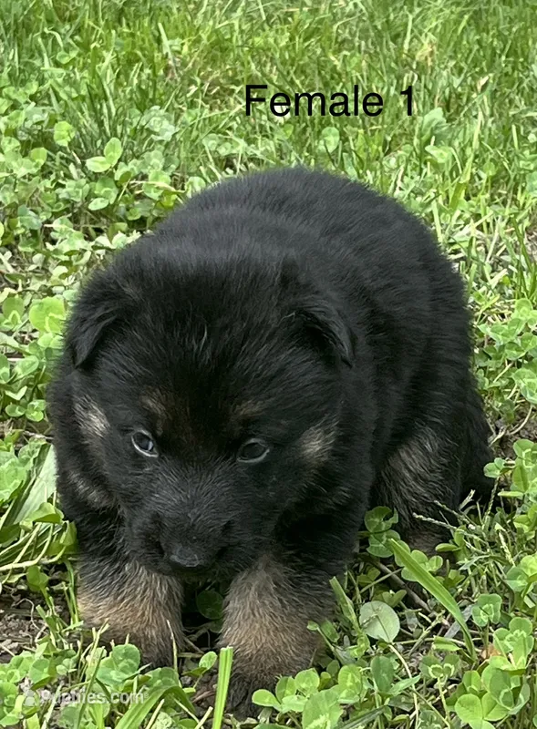 Female 1 – German Shepherd Dog puppy for sale in Le Roy, NY