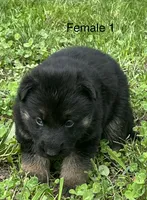 Female 1, a female German Shepherd Dog for sale in Le Roy, NY – 1 of 10