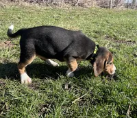 Faith yellow/green, a female Beagle for sale in Le Roy, NY – Photo 8 of 8