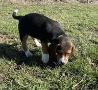 Faith yellow/green, a female Beagle for sale in Le Roy, NY – Photo 6 of 8