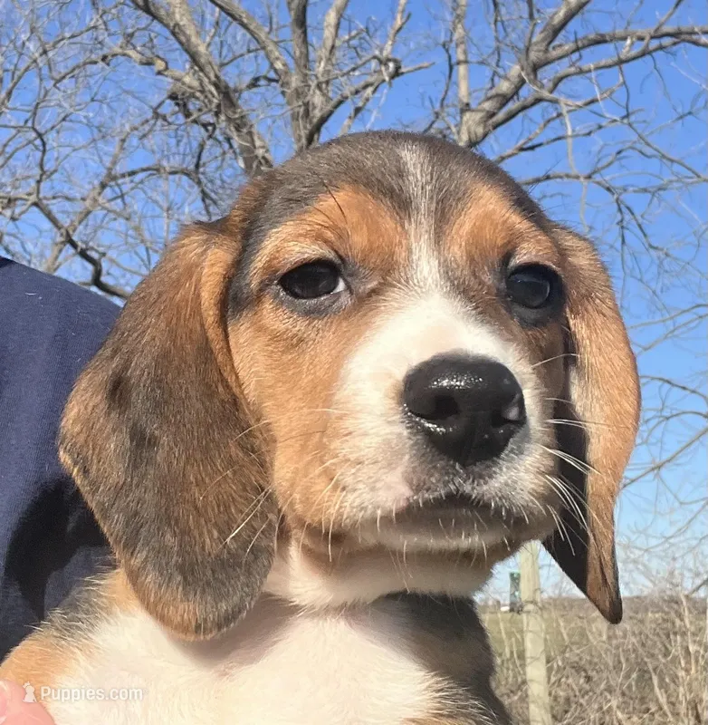 Faith yellow/green – Beagle puppy for sale in Le Roy, NY