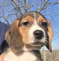 Faith yellow/green, a female Beagle for sale in Le Roy, NY – Photo 1 of 8
