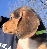Faith yellow/green, a female Beagle for sale in Le Roy, NY – Photo 2 of 8